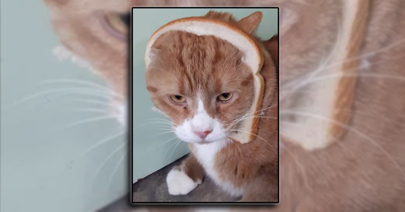 Memes Cats funny Cats cats are weird - 45831429