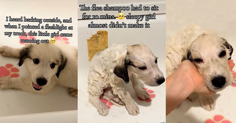 humor wholesome dogs pet parents fur family pets puppies doggo comedy funny animals Rescues & Adoption - 45831685