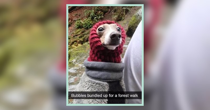 34 Dogs Waking You Up for Much Needed Morning Walks 