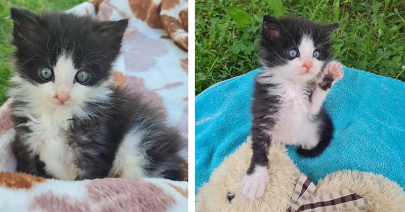 The day after mama cat gives birth to 5 kittens a 6th is miraculously found under the garage, he spends his time between his 5 siblings and loving owners: 'He hit the cat jackpot'