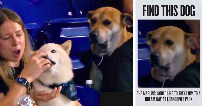 1 dog video, 18 text pictures, 1 dog and text picture, 8 dog screenshots | thumbnail includes one screenshot of dogs, and one dog and text picture including 'FIND THIS DOG THE MARLINS WOULD LIKE TO TREAT HIM TO A DREAM DAY AT LOANDEPOT PARK'