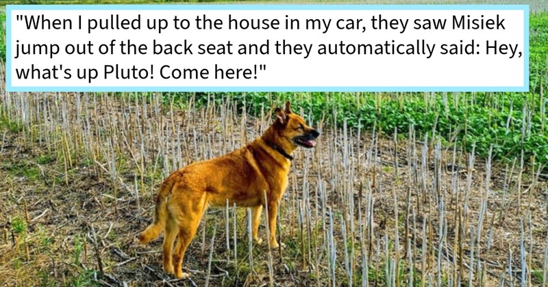 Dog mom shocked discover heartmelting reason her foster fail pup instantly bonded with her became her soul dog within just three days, says: ‘Misiek reacted as he knew these people, but last time saw them was late 90s.’ | thumbnail includes one image which shows a brown orange dog standing in field ‘“When I pulled up to the house in my car, they saw Misiek jump out of the back seat and they automatically said: Hey, what’s up Pluto! Come here!”’