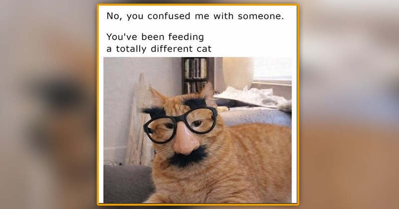 funny and wholesome cat memes | thumbnail includes one meme of a ginger cat wearing a nose and mustache pair of glasses 'No, you confused me with someone. You've been feeding a totally different cat'