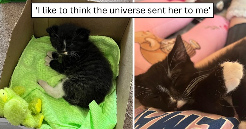 22 pictures of cats and text | thumbnail includes two pictures of a cat and one picture of text including '‘I like to think the universe sent her to me’' 
