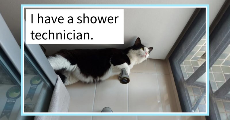 29 Inconvenient Cat Children Caught Making their Pawrent’s Life Just Little Tougher | thumbnail includes one image which shows a black and white cat hind legs on top of shower cubicle front legs on shower head looking out of window ‘I have a shower technician.’