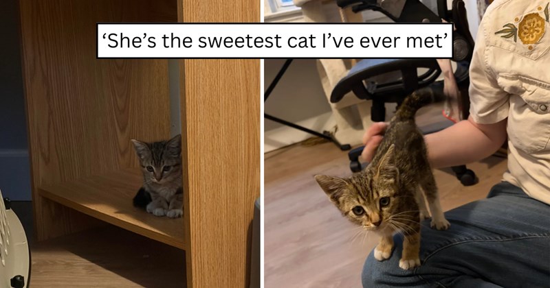 21 pictures of cats and text | thumbnail includes one picture of a cat and one picture of text including '‘She’s the sweetest cat I’ve ever met’' 
