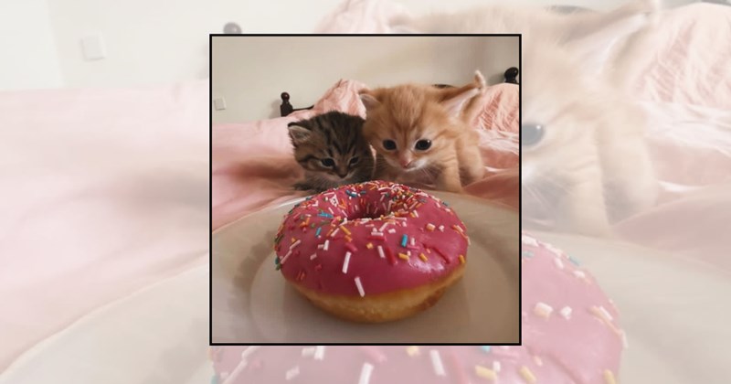 Sweet Treats cats eating sweets funny cats sweet cats Cats - 45843461