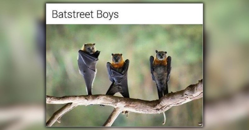 25 Funny-Filled Animal Memes to Scroll Through While Fantasizing About Your Next Sunday Fun Day
