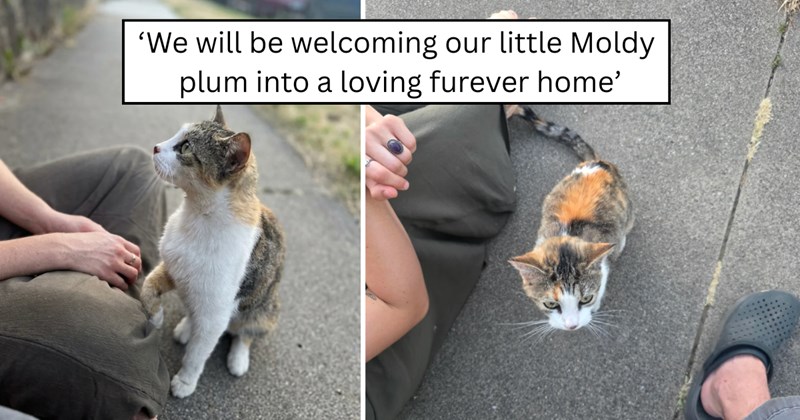 23 pictures of cats and text | thumbnail includes two pictures of a cat and one picture of text including '‘We will be welcoming our little Moldy plum into a loving furever home’' 