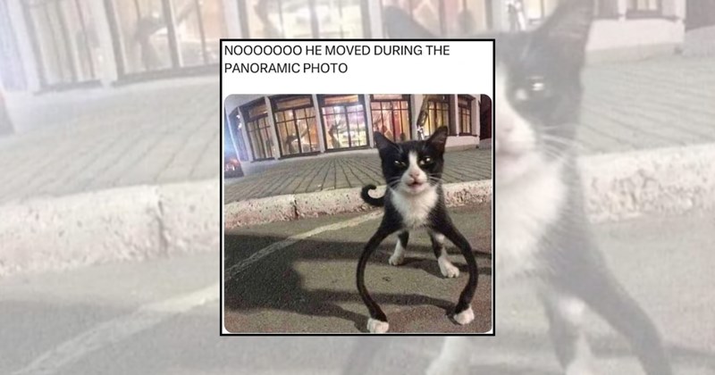 funny cat memes silly cats awkward cats embarrassing memes cat memes Cats weird cats - 45845253