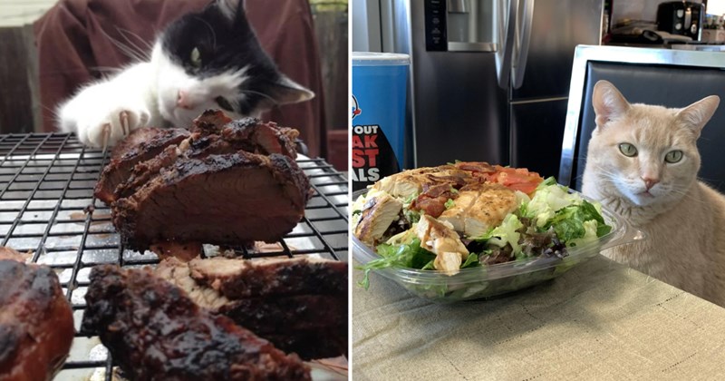 29 pictures of cats | thumbnail includes two pictures of cats 