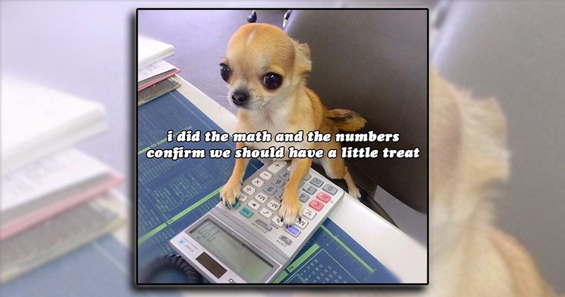 best animal memes