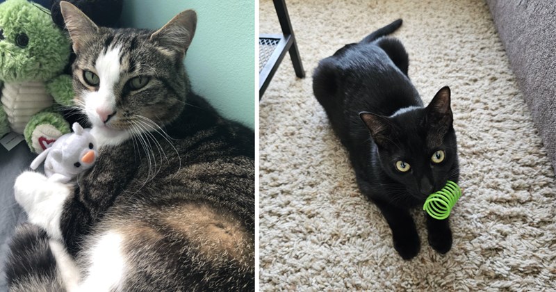 30 cat pictures | thumbnail includes two pictures of cats 