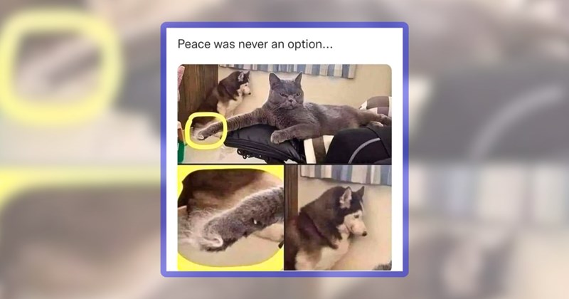 31 cat memes | thumbnail includes one meme including 'Peace was never an option...'