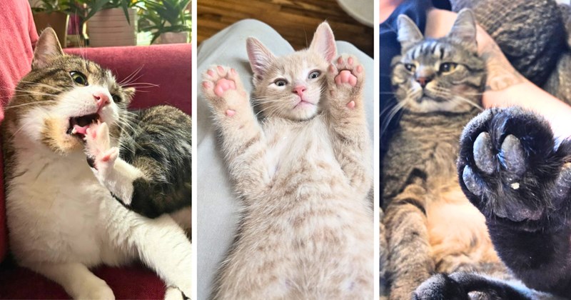 30 cat pictures, 1 text picture | thumbnail includes three pictures of cats