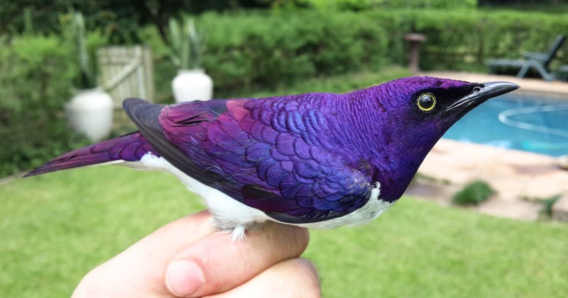 21 text pictures, 8 Amethyst Starling pictures | thumbnail includes one Amethyst Starling picture