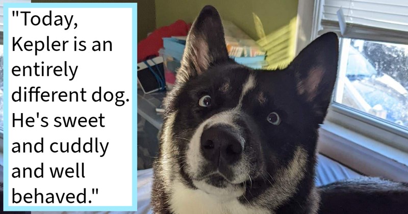 ‘loved him, but didn’t like him’: How canine loving couple navigated first nightmarish months doggo adoption to raise pawfect pupper | thumbnail includes one image which shows a black and white husky looking wide eyed ‘“Today Kepler is an entirely different dog. He’s sweet and cuddly and well behaved.”’