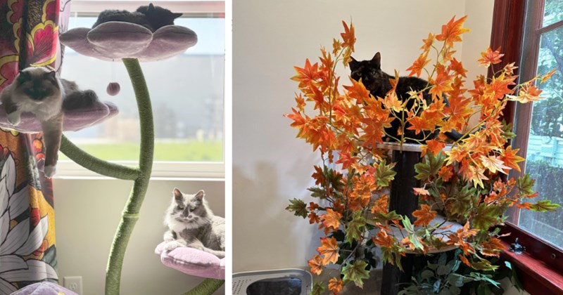 22 Fancy Feline Trees Super Spoiled Cat Children Whose Pawrents Love Them too Much | thumbnail includes two images one image shows a cat tree that looks like a plant stem with flower pads three long hair gray cats lying on pads by window, the other image shows cat tree covered in fake leaves black cat standing on top