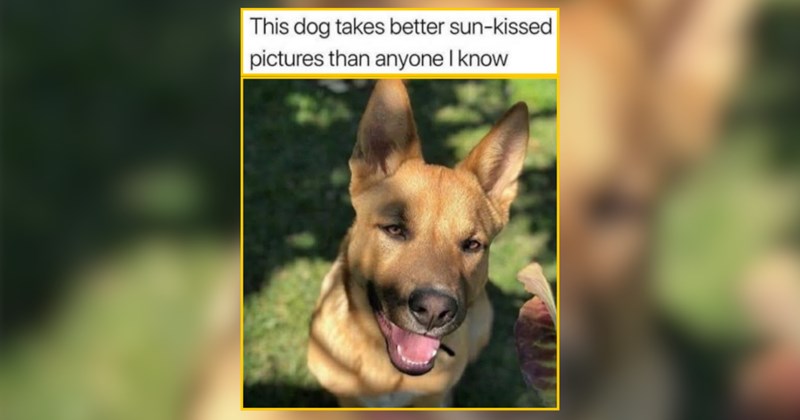 30 Amigo Doggos Bringing Muy Buenos Days Your Way