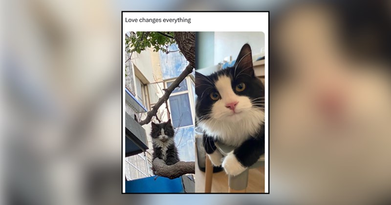 28 cat memes | thumbnail includes one meme and one picture of text including 'Love changes everything' 