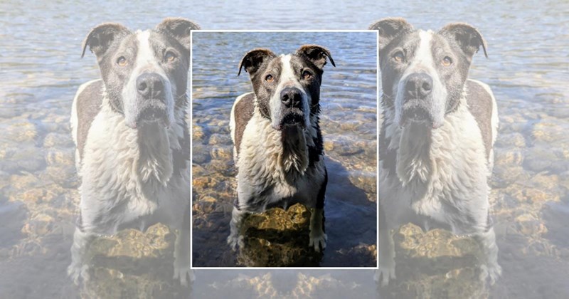 dogs cute dogs swimming dogs summer Doggos - 45861381