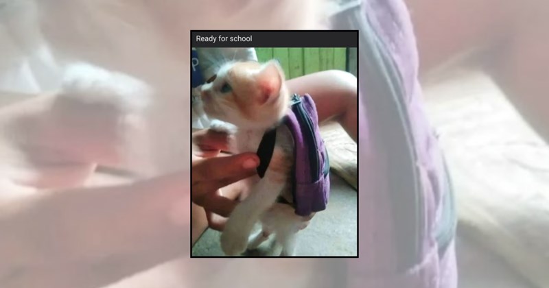 funny cat memes smol cats cat memes Cats small cats cute cat memes smol kittens smol - 45861637
