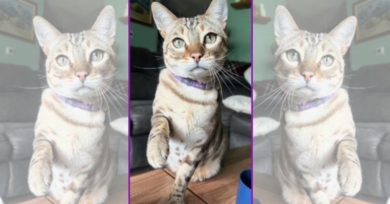 wholesome cats adorable cats cat pictures cute cats funny cats Cats Cats - 45870597