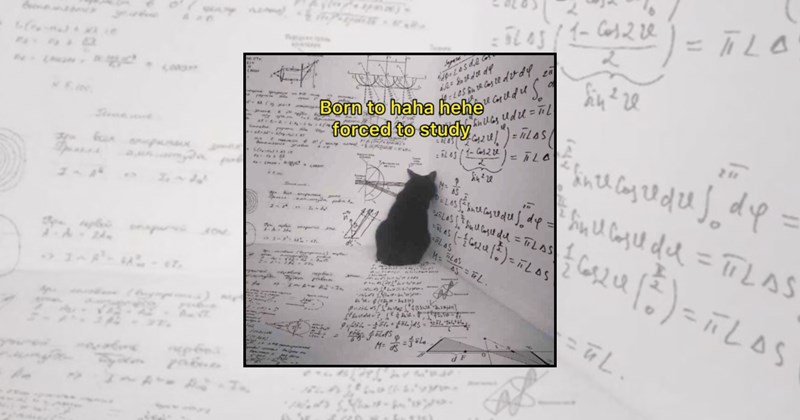 cats studying students intellectual cat funny cats Cats - 45872133