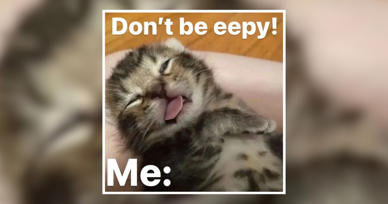 humor wholesome hilarious wholesome cats adorable cats Memes funny cats funny cat memes Cats - 45878533