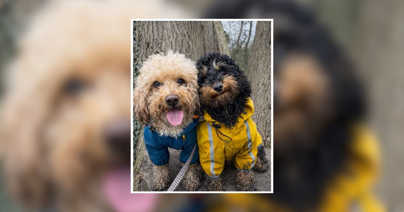 cute dogs pets cute doggos doggo doggeh Doggos - 45879045