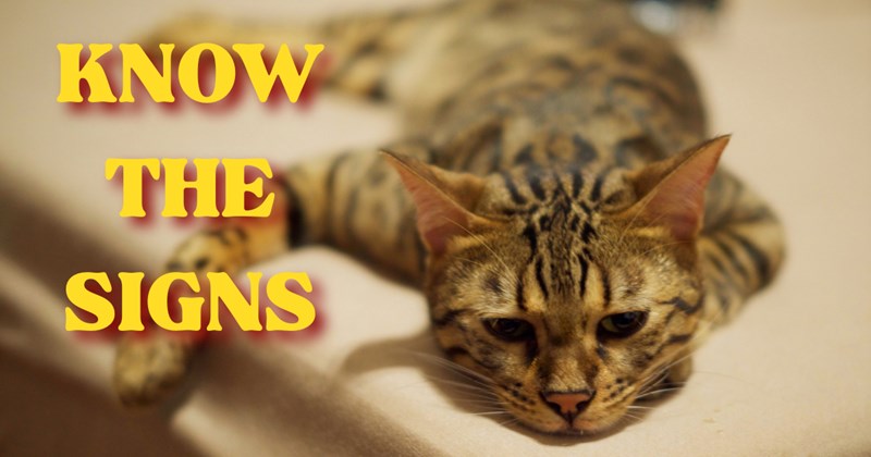 Helpful tips to keep cats cool during the current heatwave | Thumbnail includes one picture of a Bengal cat resting from overheating and one picture of text including 'KNOW THE SIGNS'