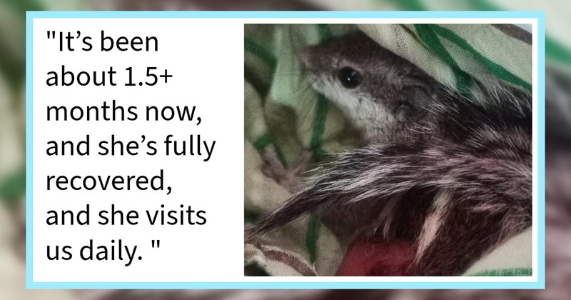 ‘had small faith she’d return. yes, she came back.’: Woman who rescued tiny injured squirrel from dogs vultures overjoyed daily visits after escaped while healing | thumbnail includes one image which shows a small gray squirrel in green and white blanket ‘“It’s been about 1.5+months now, and she’s fully recovered, and she visits us daily.”’