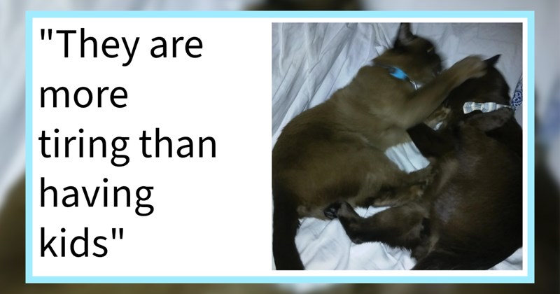 16 Cat Quirks That No One Warns You About Before Becoming Pawrent | thumbnail includes one image which shows a brown cat and a black cat lying in a bed fighting each other ‘“They are more tiring than having kids”’