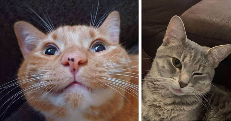 26 Sweet Smiling Cat Children Comfort you Through Trying Thursday | thumbnail includes two images one image shows an orange cat smiling, the other image shows a gray tabby cat smiling winking blep