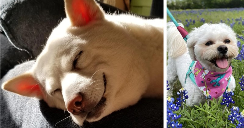 28 Beaming Puppers Bringing Joy their Sweet Smiles Frustrating Friday | thumbnail includes two images one image shows a cream colored dog lying on couch smiling eyes closed, the other image shows a small white dog pink neckerchief smiling standing in field