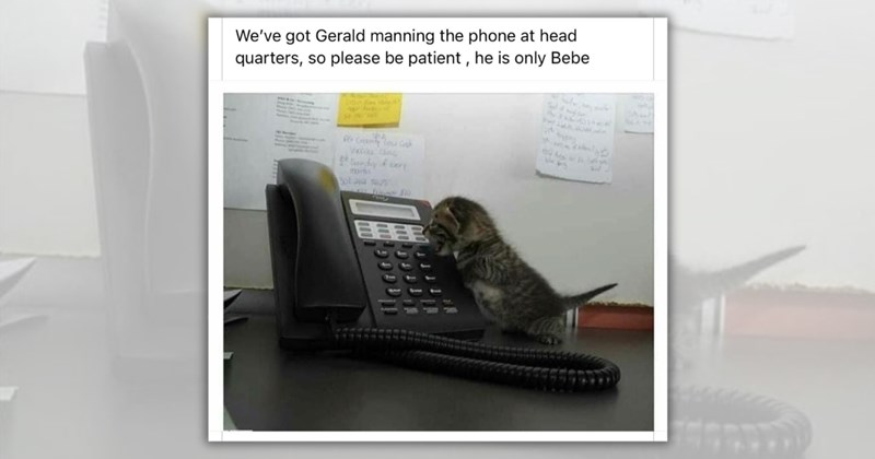26 cat memes | Thumbnail includes one meme including 'We've got Gerald manning the phone at head quarters, so please be patient, he is only Bebe County w VEXCORE CANG miss Botava sous Listing N'
