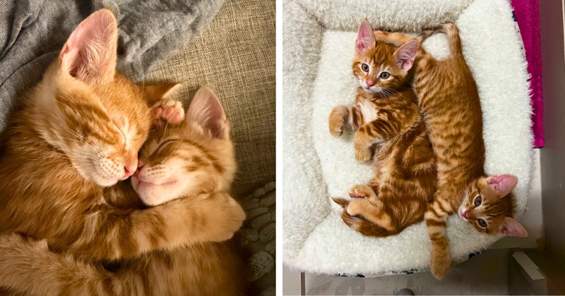 Posts of people adopting bonded pairs of cats | Thumbnail includes two pictures of orange kittens 