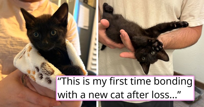 story about someone who lost their cat finding an abandoned black kitten and adopting it | thumbnail includes two pictures of a cute black kitten 'This is my first time bonding with a new cat after loss...'