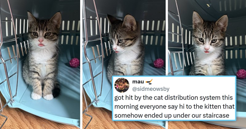 viral cat tweets from X | thumbnail includes three pictures of a cute kitten doing a blep and one tweet 'mau @sidmeowsby got hit by the cat distribution system this morning everyone say hi to the kitten that somehow ended up under our staircase 7:47 PM ⚫ Jun 22, 2026 956.5K Views 152 1.7K 196 41K ☐ 1K'