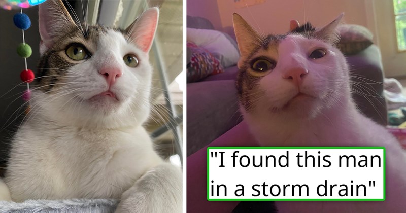 story about a cat who was rescuing from living in a stormdrain for three months | thumbnail includes two pictures of a cute cat 'i found this man in a storm drain'