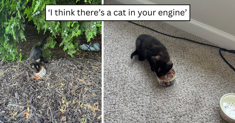 23 pictures of cats and text | thumbnail includes two pictures of a cat and one picture of text including '' 