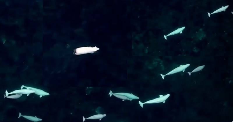 Video of polar bear and beluga whales swimming together | Thumbnail includes one picture of a polar bear and beluga whales swimming together