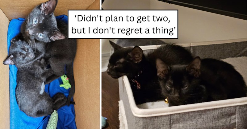 29 pictures of cats and text | thumbnail includes two pictures of cats and one picture of text including '‘Didn't plan to get two, but I don't regret a thing’' 