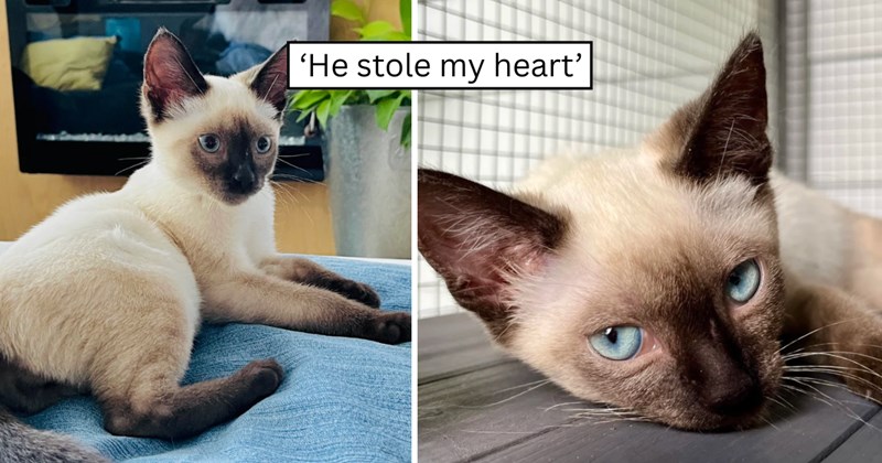 20 pictures of cats and text | thumbnail includes two pictures of cats and one picture of text including '‘He stole my heart’' 