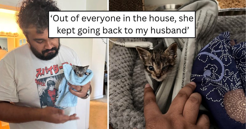 39 pictures of cats and text | thumbnail includes two pictures of cats and one picture of text including '‘Out of everyone in the house, she kept going back to my husband’' 
