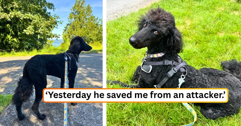 25 text pictures, 2 dog pictures | thumbnail includes two pictures of a dog, and ‘Yesterday he saved me from an attacker.’