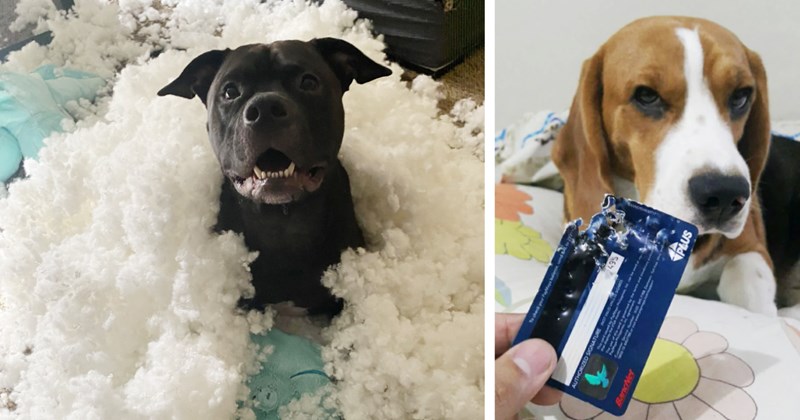23 Cute But Chaotic Canine Kids Crushing Pawrents’ Dreams Quiet Weekend | thumbnail includes two images one image shows a black dog surrounded by the filling of a stuffed toy, the other image shows a chewed up bank card and a guilty looking beagle