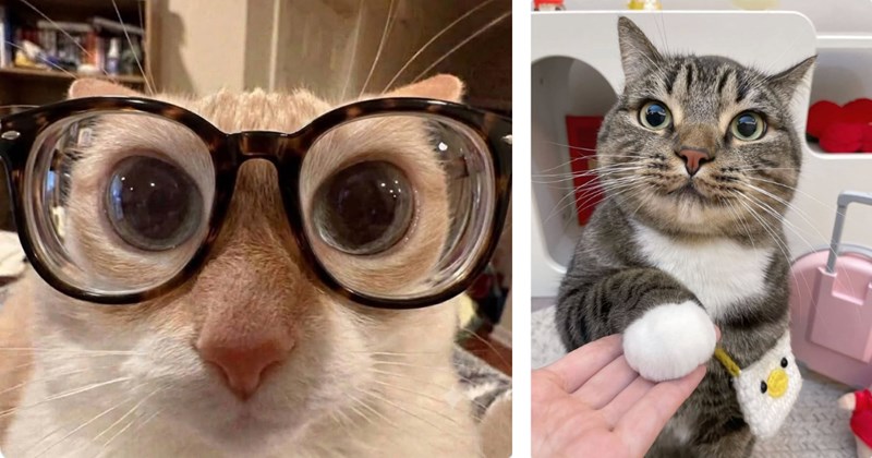 29 funny and cute pictures of cats | Thumbnail includes one picture of an orange cat with glasses on and one picture of a tabby cat shaking paw