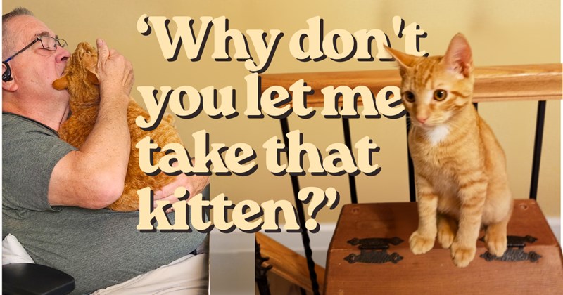 Story of a woman rescuing an orange kitten from three young boys | Thumbnail includes one picture of a man holding an orange cat, one picture of an orange kitten, and one picture of text including '‘Why don't you let me take that kitten?''