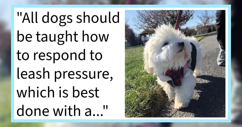 Collar or Harness? 13 Dog Trainers Debate Dos and Don’ts Leash Training | thumbnail includes one image which shows a small fluffy white dog wearing blue harness on leash in park ‘“All dogs should be taught how to respond to leash pressure which is best done with a…”’
